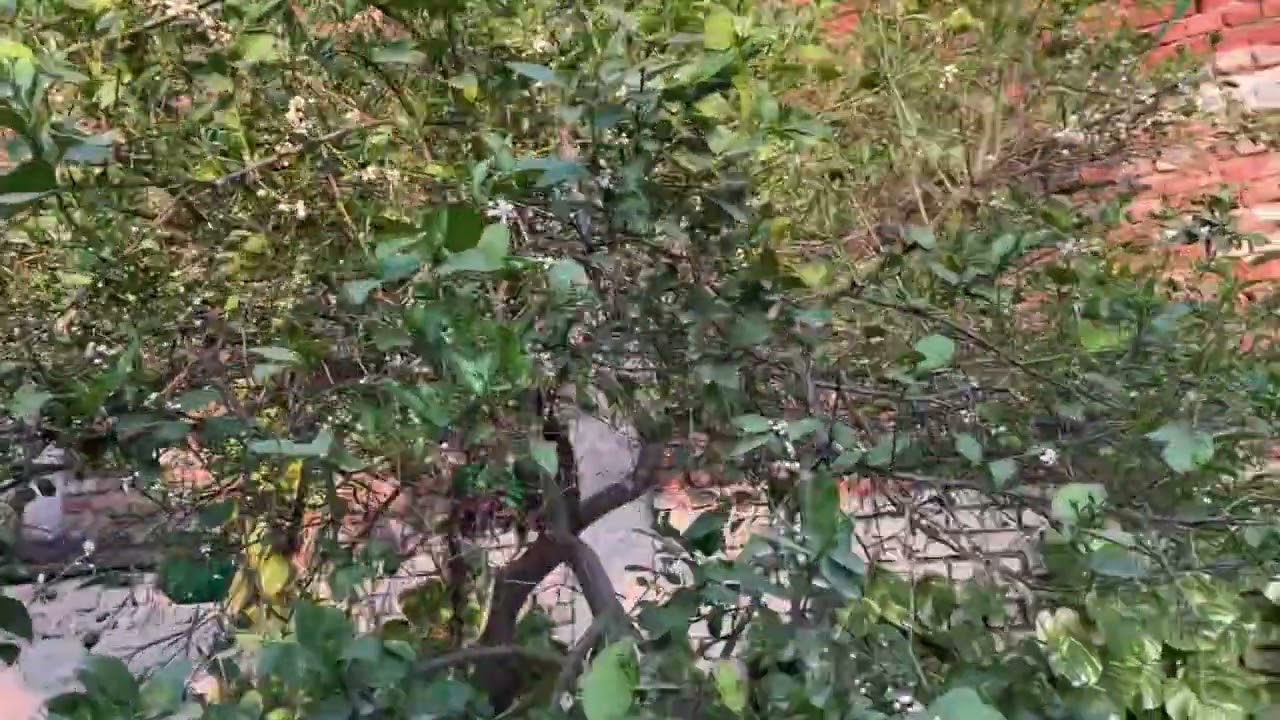 HEAR A BIRDS SONG ON A LEMON TREE