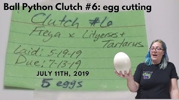 Ball Python Clutch #6 of 2019: Egg Cutting