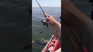 10lb flounder? Worst when they come up sideways.
Catching a 10lb flounder (fluke) on a Gulp swimming mullet. Tip it on a bucktail. Caught many double digit fish (3) like this. 10lb flounder? Worst when they come up sideways.