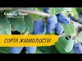 Сорта жимолости. Питомник "Сады Урала"