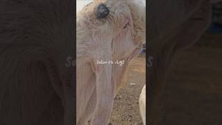 Beautiful Hansa For Sale location Panvel navi mumbai #bakraeid #viral #deonarmandi