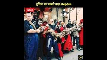 दुनिया का सबसे बड़ा Reptile | Biggest Reptile in the World | Reticulated python | #shorts