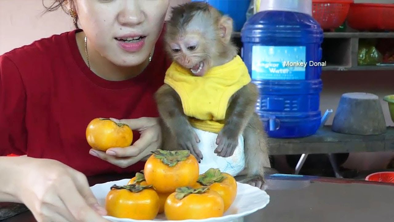 Baby Monkey Donal Screaming Mom Hurry Up I'm Hungry