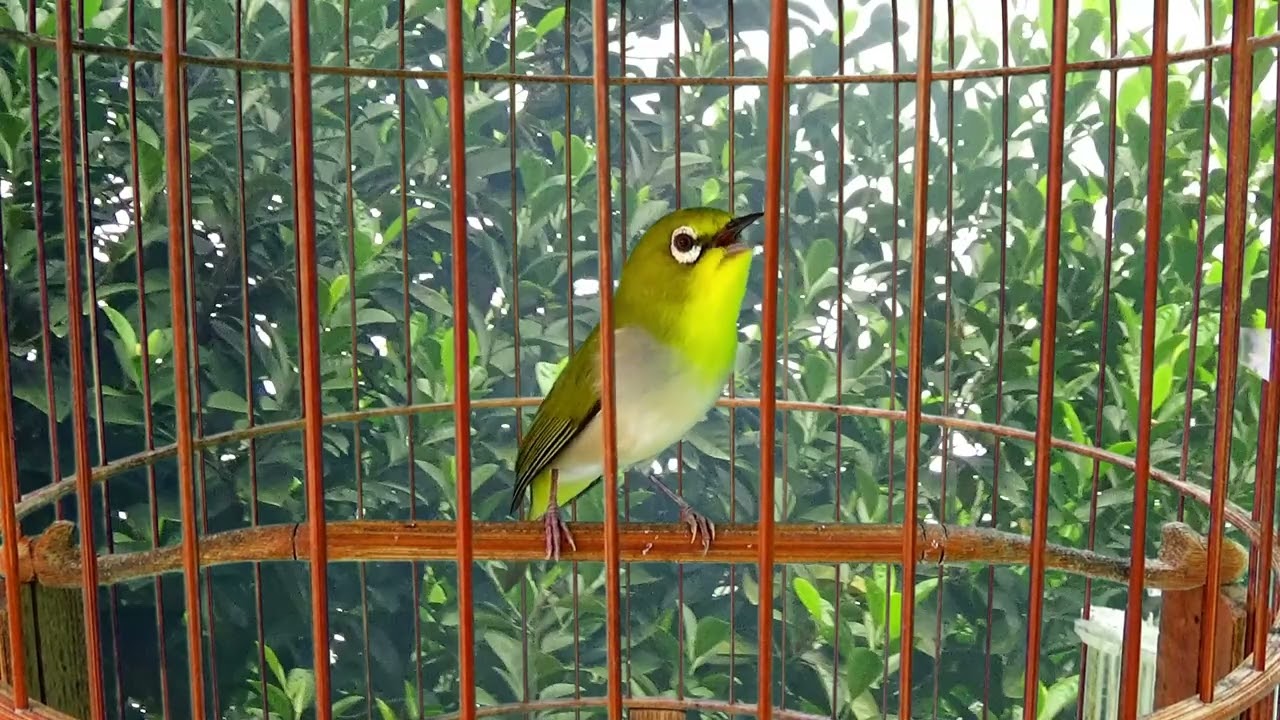 Vành khuyên líu đấu. Kích lửa vành khuyên líu đấu | SIÊU HAY | Khuyên líu kích bổi. khuyên líu. bird