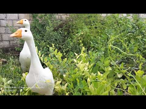 nuôi ngỗng cho ngỗng ăn cỏ dọn sạch vườn