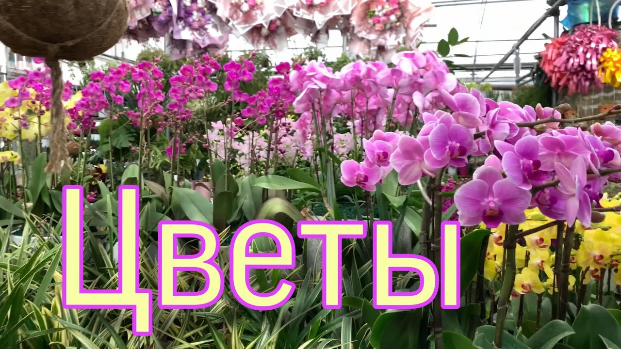 Цветочный дом кати волги