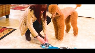 Dog Training Communication, Ruby Poodle: Teach New Words | FluentPet