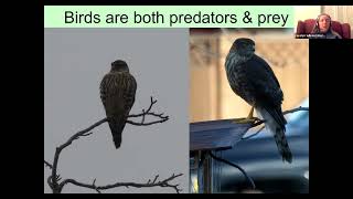 Birdscaping with Carolyn Wilcox - Part 1