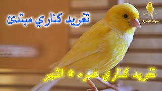 تغريد كناري مبتدئ - تغريد كناري عمره 5 اشهر