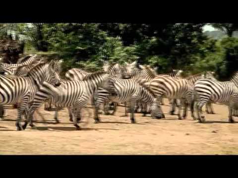 Среда Обитания - Среда обитания