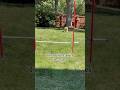 The Burke Games: R5 #dogsofyoutube #goldenretrieverpuppy #goldenretriever