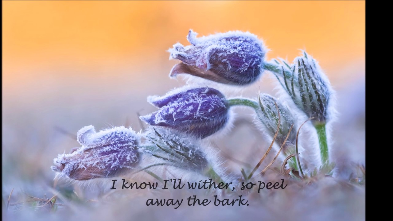 Of Monsters and Men - Crystals Lyric video