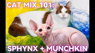 THE BAMBINO (Sphynx Munchkin Cat) #amazingfacts by Aiamazing Top 10 120 views 11 months ago 1 minute, 19 seconds