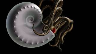 Ammonite