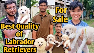 Labrador Retriever| Labrador retriever  price| German Spitz| German Shepherd| Dog farm in Bangladesh