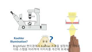 Koehler illumination 관찰방법_ibidi