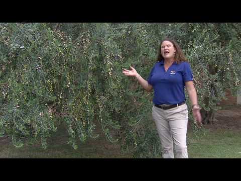 Video: Growing Olive Trees - Utendørs Og Innendørs Olive Tree Care