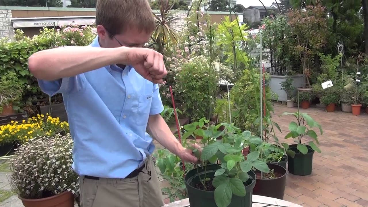 How to Grow and Care for edamame (nursery plant) Part 2 A prop stand