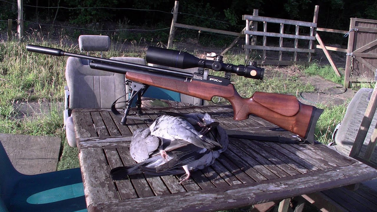 Airgun hunting wood pigeons 10/07/15 YouTube