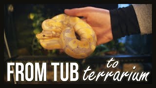 FROM TUB TO TERRARIUM (Rehousing a Ball Python)