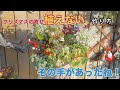 クリスマスの植えない寄せ植え 【花の寄せ植え】