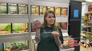 Snakes with Samantha featuring Chai & Oracle, the Ball Pythons