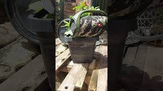 Chefin - Deus É O Meu Guia Jbl Boombox 2 Max Volume