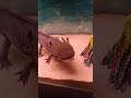 Axolotls are God's gift to Earth.