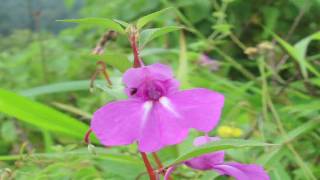 Gardening Tips & Flowers : How to Grow Balsam (Impatiens Balsamina)