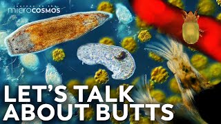 Microscopic Butts Are Fascinating | Compilation