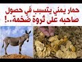 لن تصدق تخيل حمار يمني يتسبب في حصول صاحبه على ثروة ضخمة 