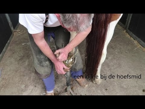 Video: Hoe Een Paard Te Beslaan?
