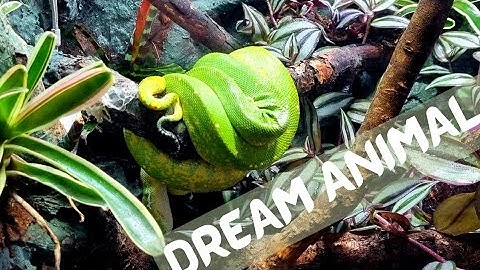 Green Tree Phyton Bioactive Setup