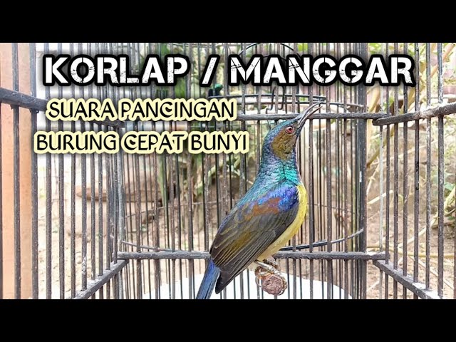 kolibri kelapa korlap | kolibri manggar | pancingan suara burung korlap agar cepat rajin bunyi gacor class=