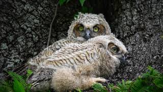 Great Horn Owlets Hogeye 2024 by Alan Terwilleger 386 views 1 month ago 1 minute, 11 seconds