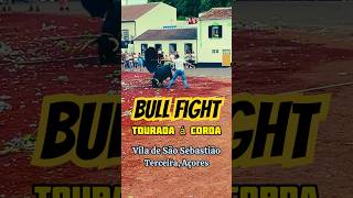 Tourada: Street Bullfights #AZORES #BULLS