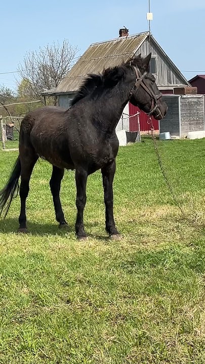 ДИКАЯ ЛОШАДЬ #жизньвдеревне #деревенскаяжизнь #horse #animals #лошадь ...