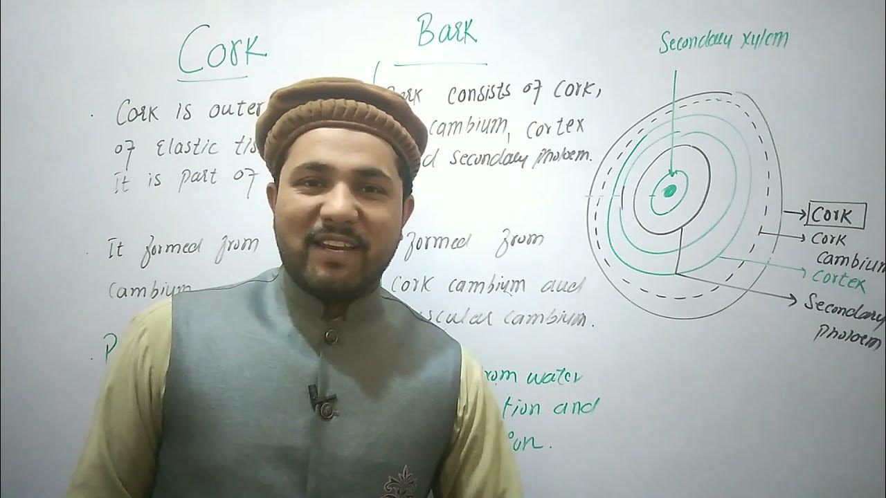 Cork vs and biology urdu/hindi YouTube