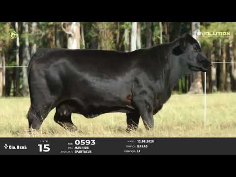 LOTE 15   TAT 0593 F Brangus