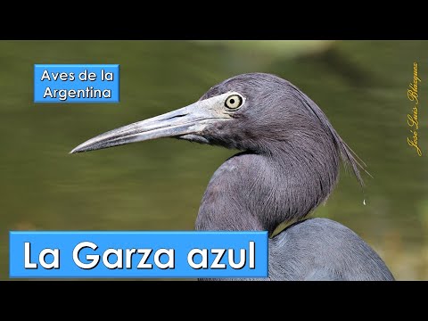 Garza azul, Little Blue Heron, (Egretta caerulea), Aves de la Argentina