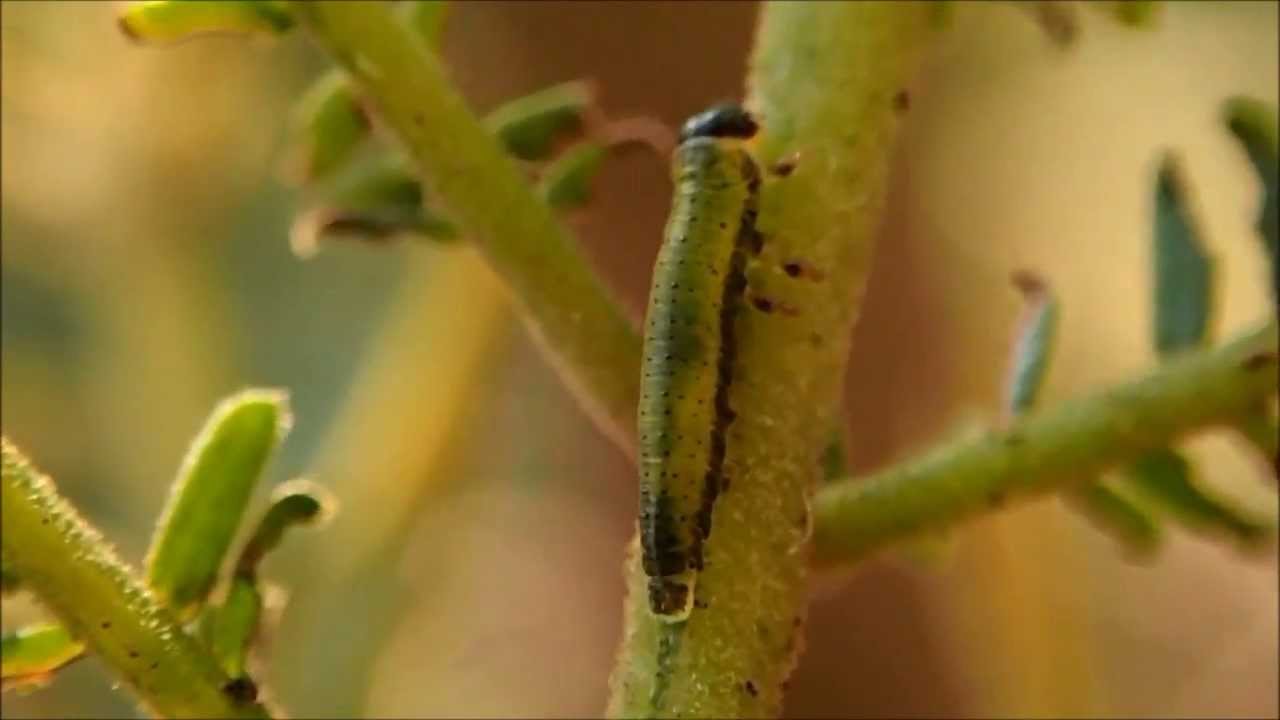 Fireblight Beetle Larvae Munching on Black Wattle