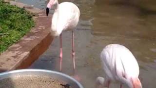 大森山動物園のフラミンゴの食事 20090507