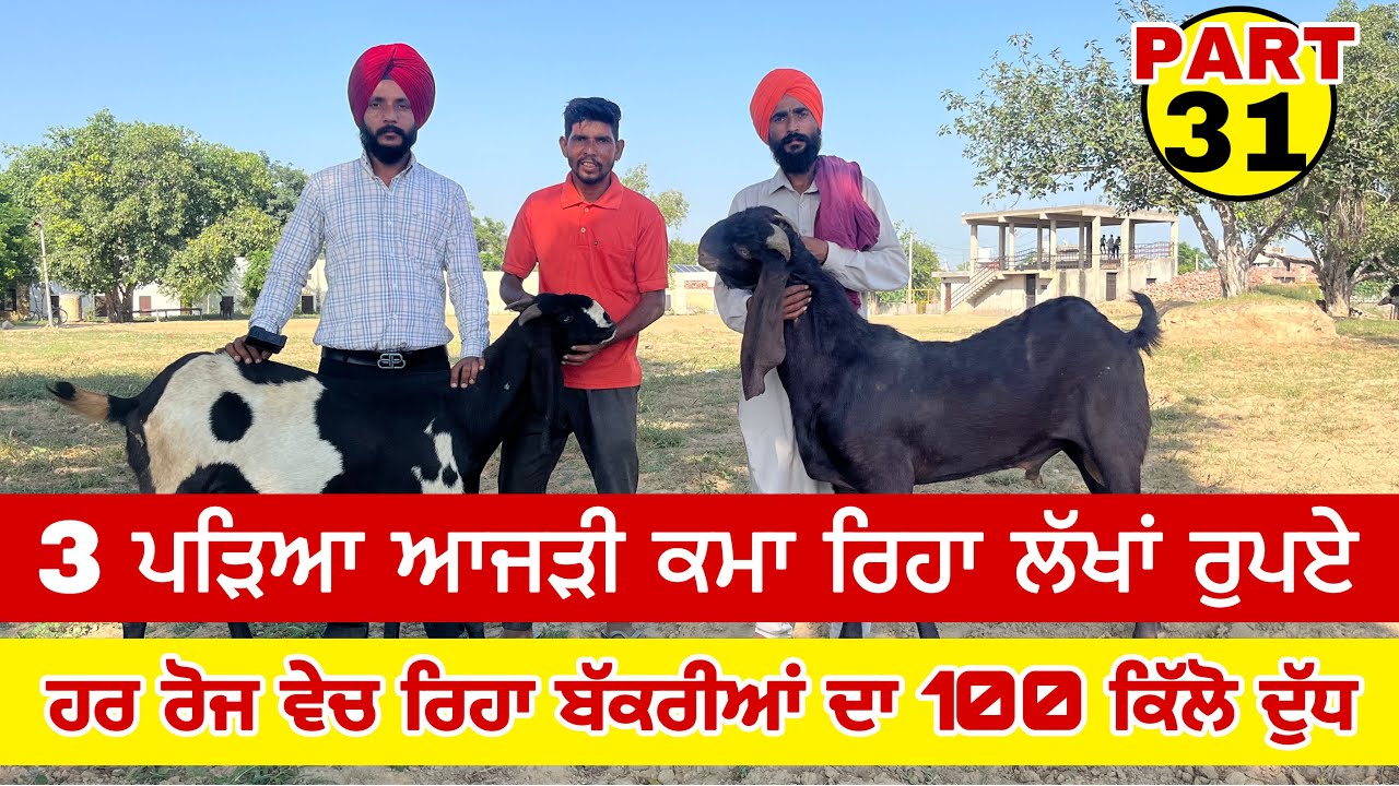 3 ਪੜਿਆ ਆਜੜੀ ਕਮਾ ਰਿਹਾ ਲੱਖਾਂ ਰੁਪਏ ਬੱਕਰੀ ਦਾ ਦੁੱਧ ਵੇਚ ਕੇ (PART 31) Goat farming #Goat #Farming #goats