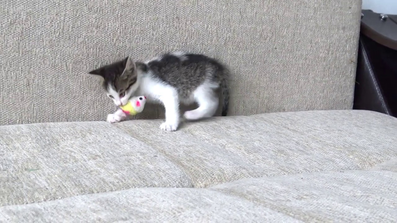 New rescue playing with mouse. Katy and Alaska