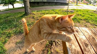 公園の野良猫がモフられにテーブルの上に乗ってきた