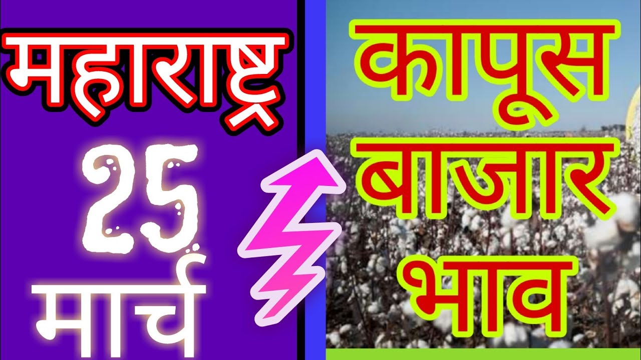 Cotton price in maharastra ## कापूस बाजार भाव महाराष्ट्र ## कपासी के दाम