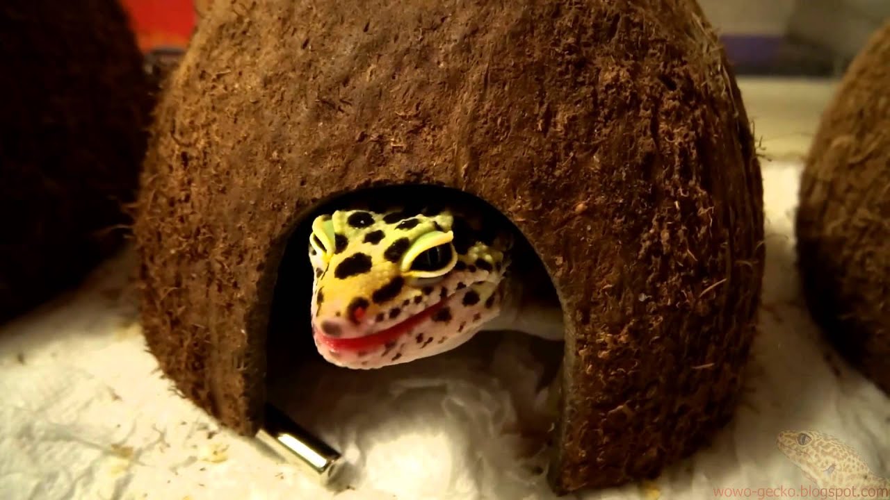 heimchenzucht Leopard Gecko : Superworm Time! 2013.10.11