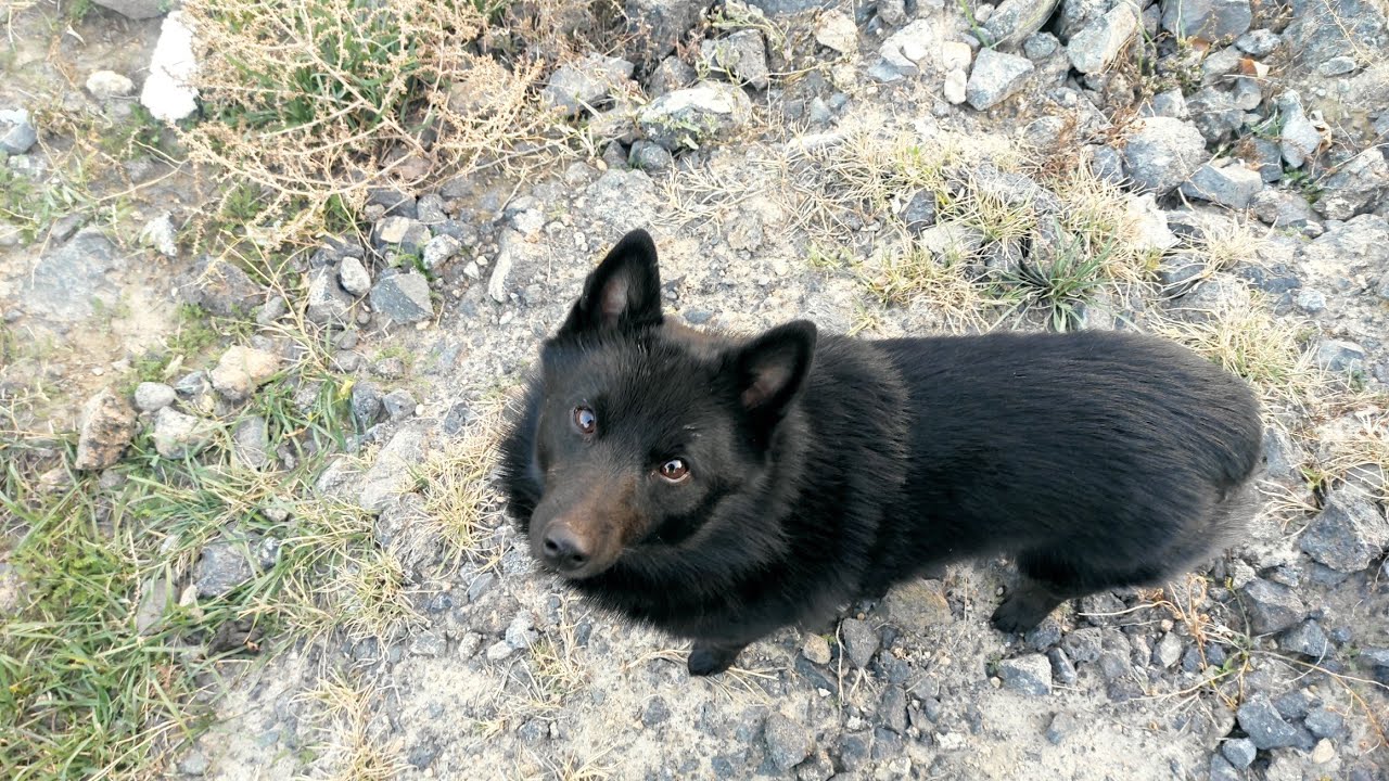 Ноузворк: сложный поиск на открытой местности - YouTube