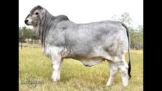 MISS HMC POLLED 71/1 (P)