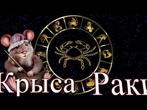 рак крыса женщина 2024. крыса гороскоп картинки. год крысы характеристика женщина. рак крыса женщина 2024. дева год крысы.